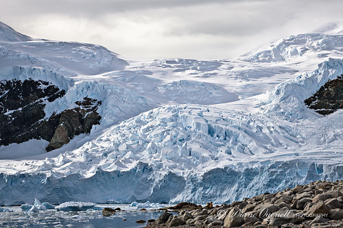 Neko Harbor,  Paradise Bay,  Antarctica