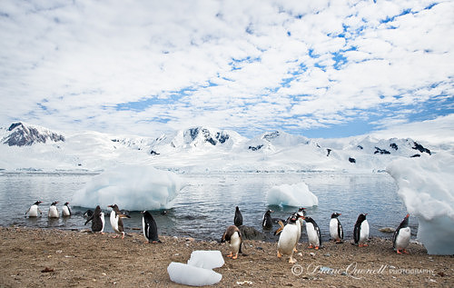 Gentoo Penguins,  Neko Harbor,  Paradise Bay,  Antarctica