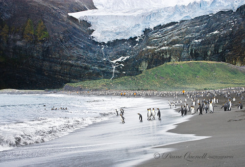 King Penguin Rookery,  Gold Harbor,  South Georgia
