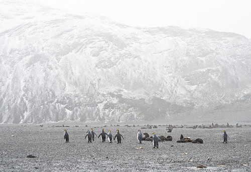 King Penguins and Antarctic Fur Seals,  Right Whale Bay,  South