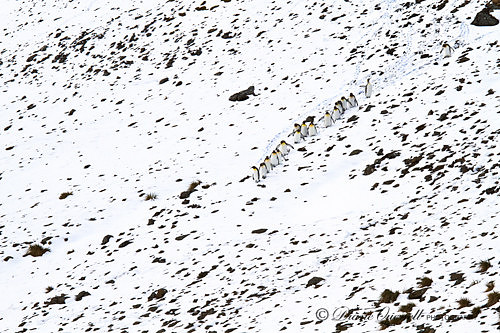 "Dots", King Penguins, South Georgia