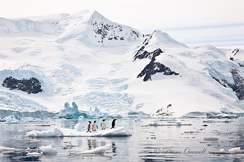 Gentoo Penguins, Antarctic Peninsula