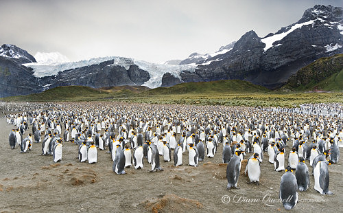 "20,000 Breeding Pairs",  King Penguin Rookery,  Gold Harbor,  S