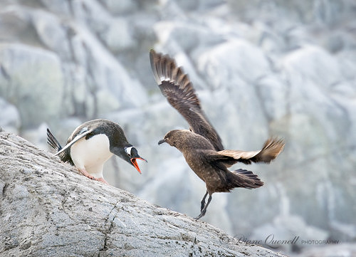 Gentoo Penguin and Skua,   Petermann Island,  Antarctica