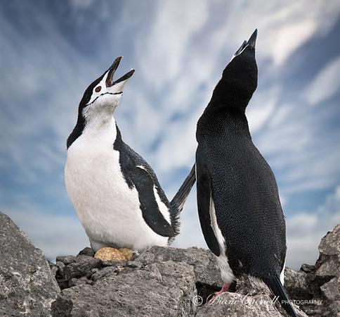 "Singing", Chinstrap Penguins, Antarctic Peninsula
