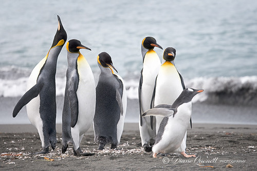 King Penguins and Gentoo Penguin,  Gold Harbor,  South Georgia