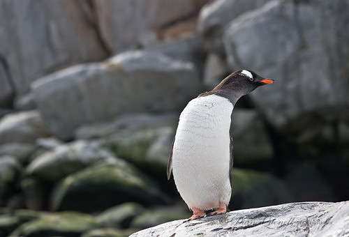 Gentoo Penguin,  Petermann Island,  Antarctica