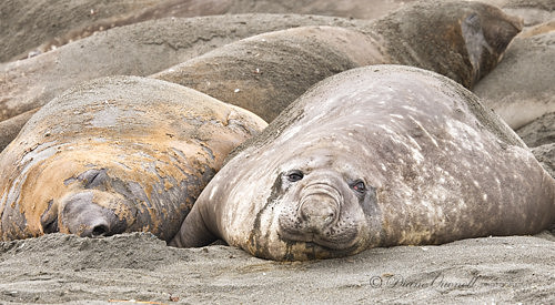 Female Elephant Seal,  Gold Harbor,  South Georgia