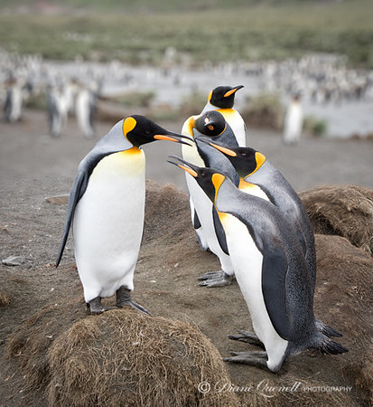 "Gossip",  King Penguins,  Gold Harbor,  South Georgia