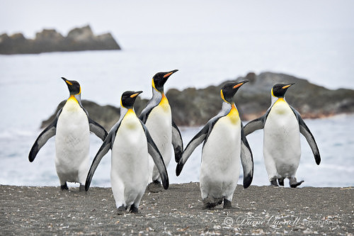 "Mafia", King Penguins,  Gold Harbor,  South Georgia