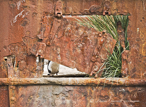 So. Georgian Shag on derelict ship,  Ocean Harbor,  South Georgi