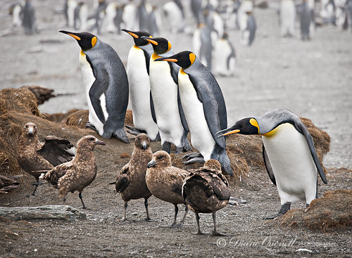 Subantarctic Skuas and King Penguins,  Gold Harbor,  South Georg