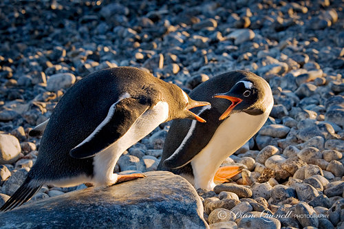 Gentoo Penguins,  Brown Bluff,  Antarctica