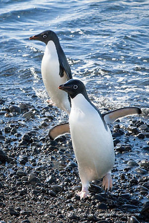 Adele Penguins, Brown Bluff, Antarctic Peninsula