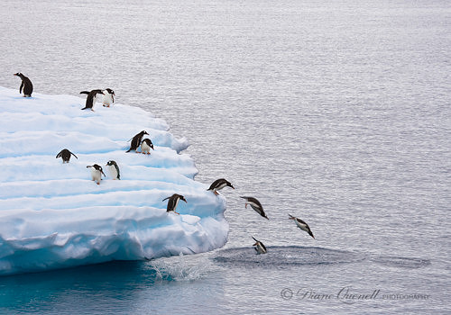 "Last One In..."  Gentoo Penguins on Iceberg,  Errera Channel,