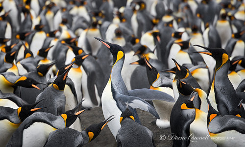 "King Penguin Rookery #2",  Gold Harbor,  South Georgia
