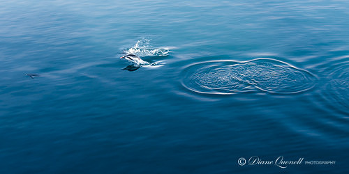 Gentoo Penguins, Neko Harbor,  Antarctic Peninsula