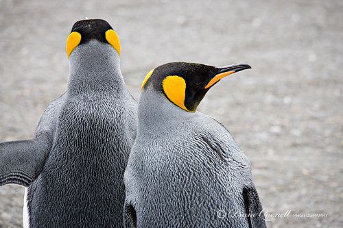 King Penguins,  Gold Harbor,  South Georgia