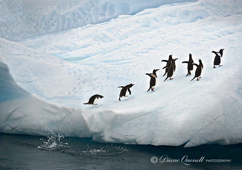 "Out of Here",  Gentoo Penguins on Iceberg,  Errera Channel,  An
