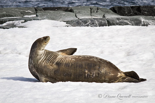 Weddell Seal, Antarctic Peninsula