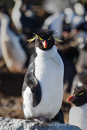 Rockhopper Penguin, Falkland Islands