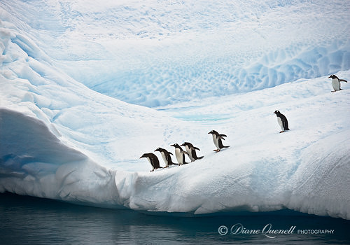 "You Go First",  Gentoo Penguins on Iceberg,  Errera Channel,  A