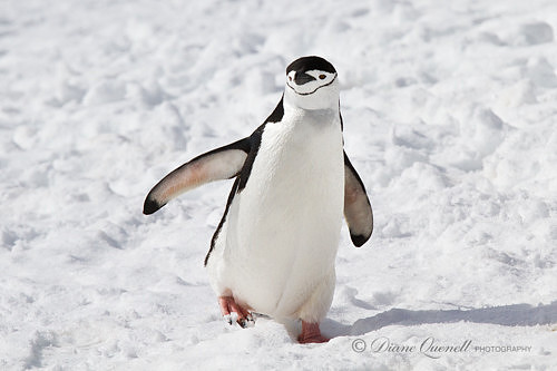Chinstrap Penguin, Antarctic Peninsula