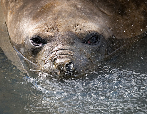 Young Female Elephant Seal,  Ocean Harbor,  South Georgia
