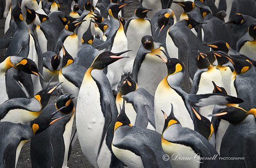 "King Penguin Rookery #1",  Gold Harbor,  South Georgia