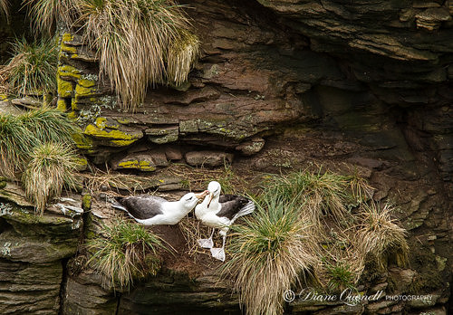 Black Browed Albatross