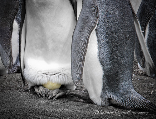King Penguin Rookery,  Gold Harbor,  South Georgia