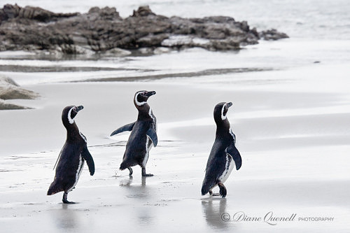 Magellanic Penguins,  Saunders Island,  Falkland Islands