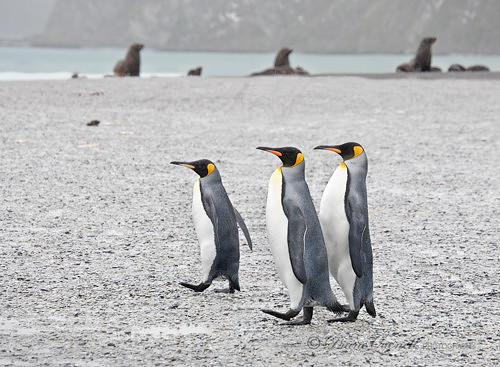 King Penguins and Antarctic Fur Seals,  Right Whale Bay,  South