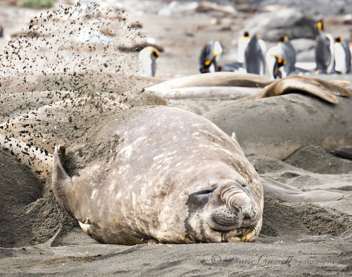 Female Elephant Seal,  Gold Harbor,  South Georgia