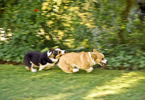 Corgi Puppies