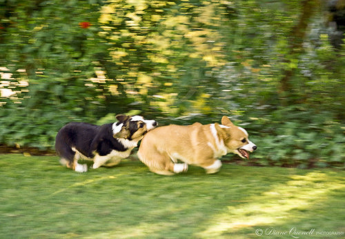 Corgi Puppies