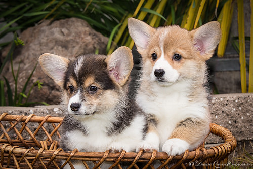 Corgi Puppies