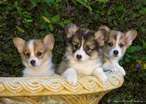 Corgi Puppies