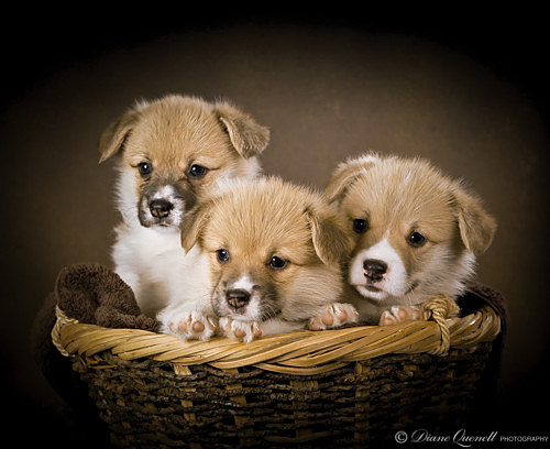 Corgi Puppies