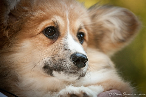 Fluffy Puppy
