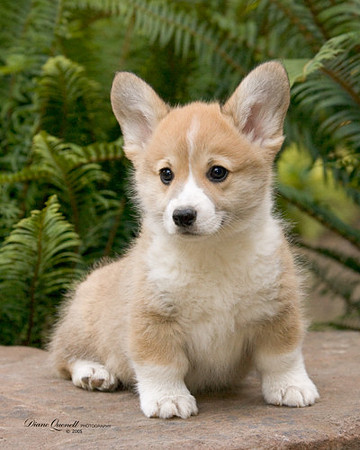 Corgi Puppy